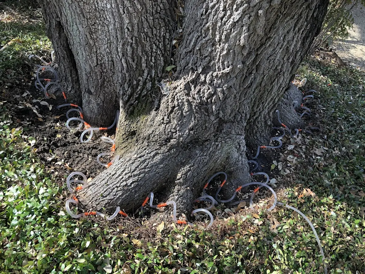Detailed Tree Cabling and Bracing job site in Rouzerville