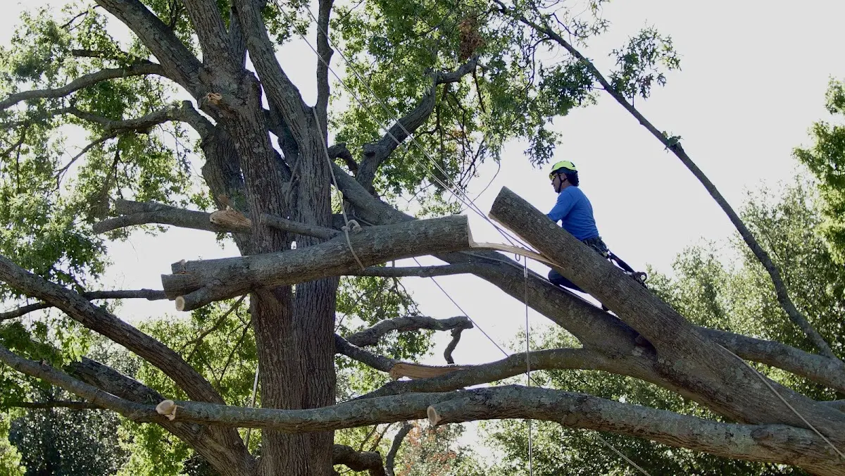 Professional Crown Thinning performed by certified arborists in Rouzerville