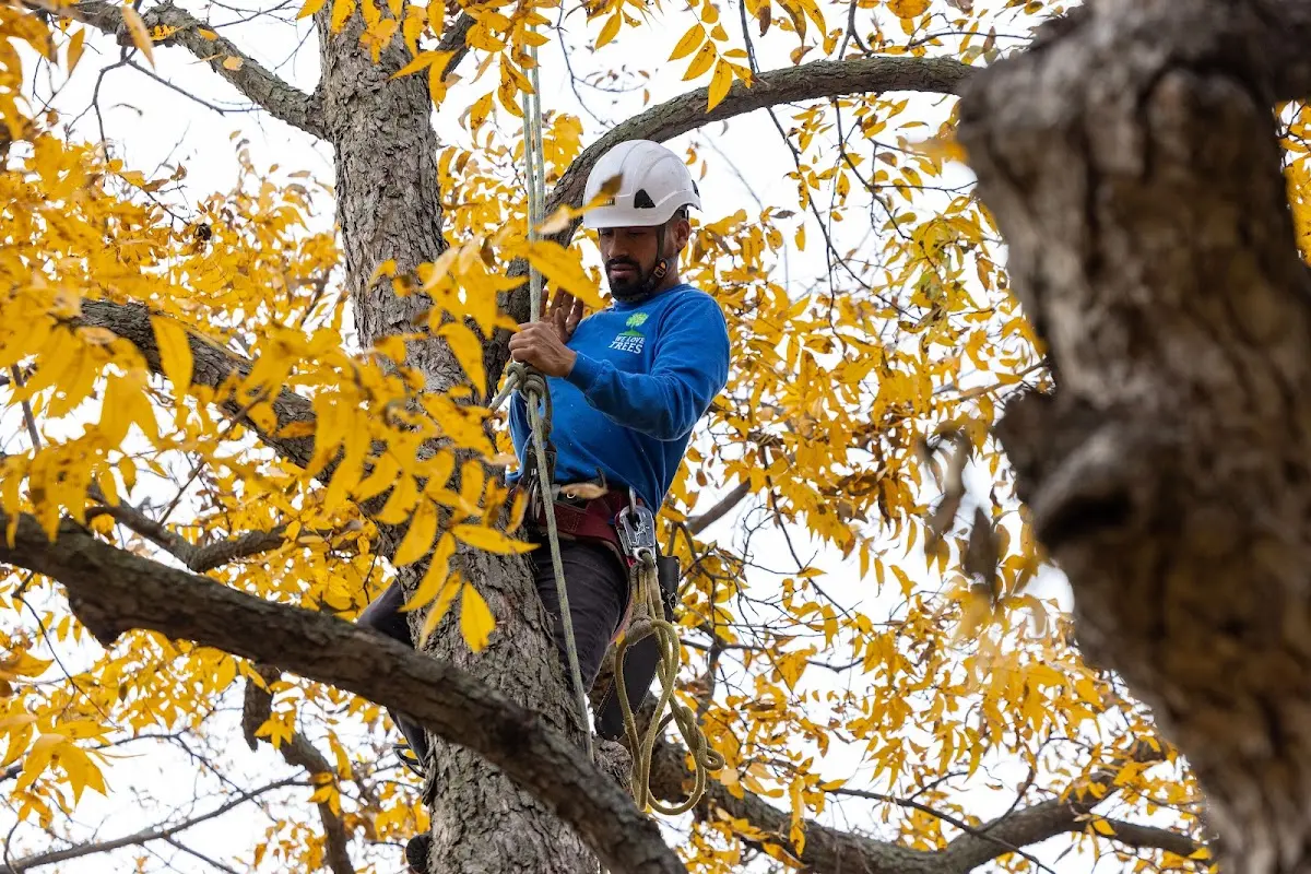 Skilled Tree Transplanting crew working in Rouzerville