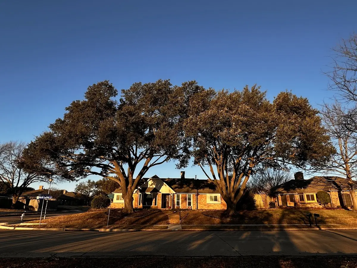 Established residential canopy tree shading a home in Rouzerville